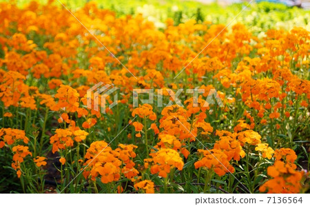 Elisimam花語:Ai no Kizuna Erysimum Hybridum Elisimam花語:Ai no Kizuna Erysimum Hybridum 7136564