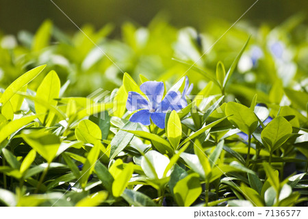 Blue-purple flowers 7136577