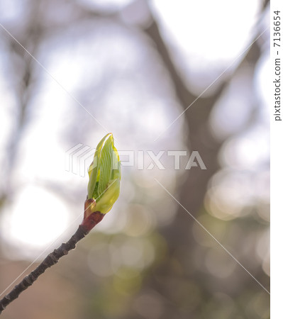 發芽 7136654