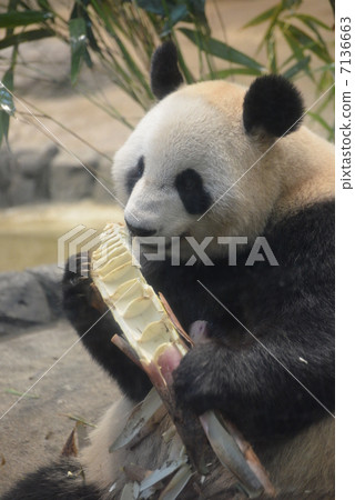 Panda to eat bamboo shoots 7136663