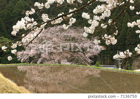 Cherry blossoms of cowpox 7136750