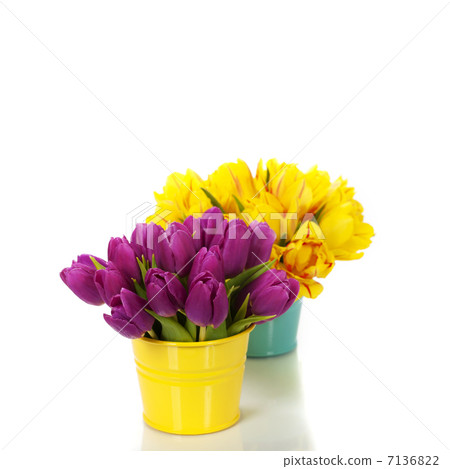spring tulips 7136822