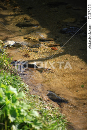 Spring brook 7137023