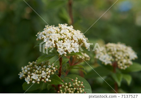 Biburnum Biburnum 7137527