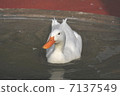 duck	 7137549