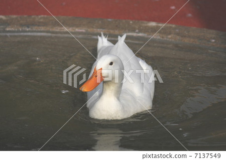 鴨 鴨 7137549