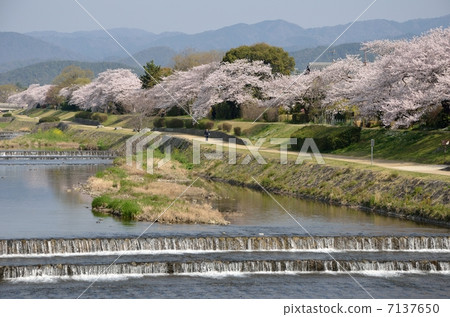 Kamogawa河在春天 Kamogawa河在春天 7137650
