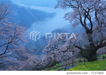 Kochi Hinodogawa Town Gourd cherry tree 7137868