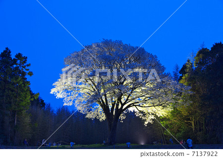 高知大月鎮月光櫻花 高知大月鎮月光櫻花 7137922