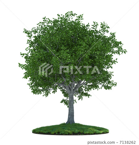 Tree 7138262