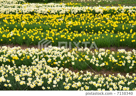 水仙花園 水仙花園 7138340