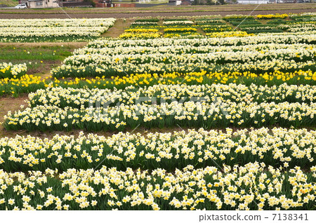 水仙花園 7138341
