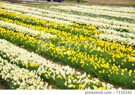 水仙花園 7138342