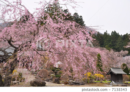 Honkyoji的竹櫻花 7138343