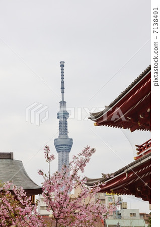 春天風景·春天風景·淺草5層的屋頂和天空樹的頂部·垂直位置 春天風景·春天風景·淺草5層的屋頂和天空樹的頂部·垂直位置 7138491