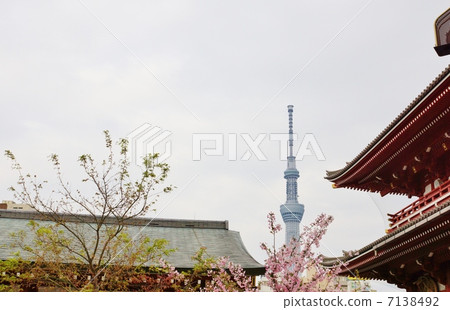 春天的風景·淺草寺的屋頂五層的寶塔和天空的樹頂·橫向位置 春天的風景·淺草寺的屋頂五層的寶塔和天空的樹頂·橫向位置 7138492