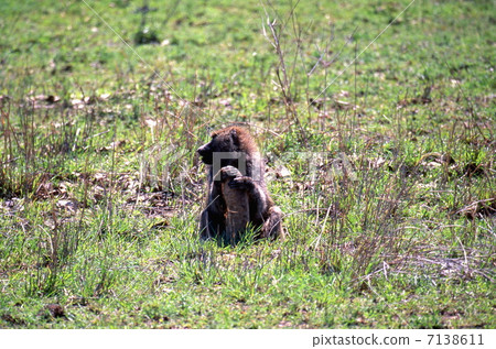 Baboon to eat sausage tree fruit 7138611