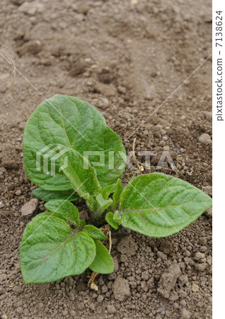Sprouts of potatoes 7138624