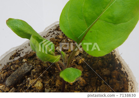 茄子苗 茄子苗 7138630