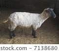 一隻羊 7138680