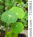 番茄植物的葉子 7138681