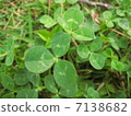 白三葉草葉子 7138682
