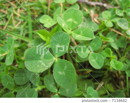 Leaves of white clover 7138682