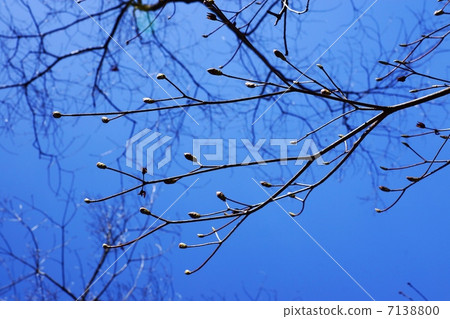 早春風景·樹木之芽·藍天背側位置 7138800