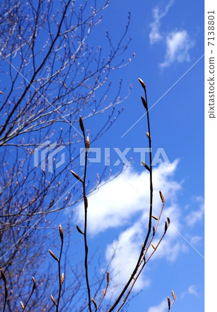 早春風景·樹木之芽·藍天背垂直位置 早春風景·樹木之芽·藍天背垂直位置 7138801