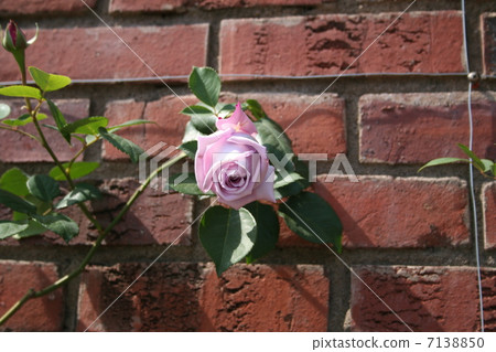 Brick and rose 7138850