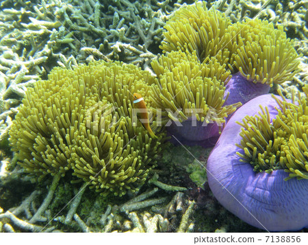 Anemone fish 7138856