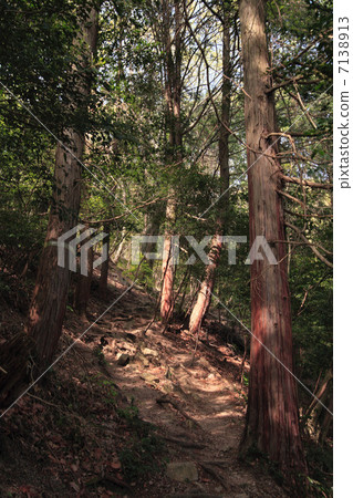 Climbing path of cedar forest 7138913
