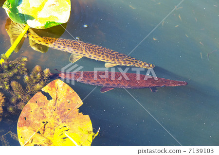 Fish in Everglades 7139103