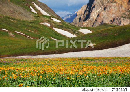 Mountain meadow Mountain meadow 7139105