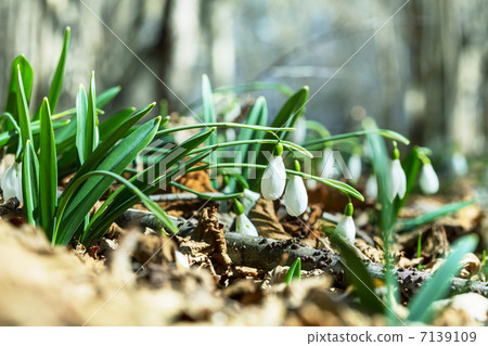 Snowdrops Snowdrops 7139109
