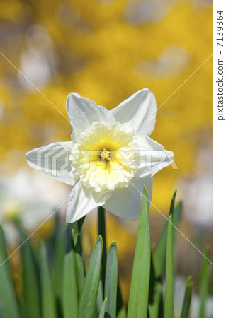 Narcissus 7139364