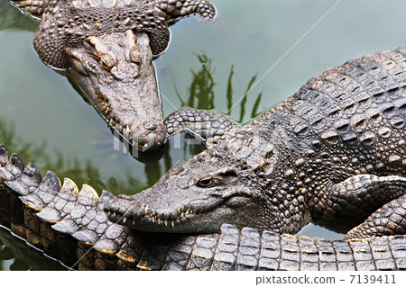 Big crocodiles Big crocodiles 7139411