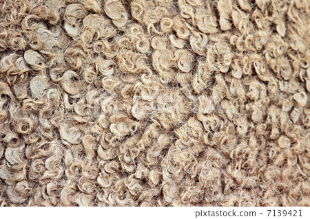 Natural camel wool Natural camel wool 7139421