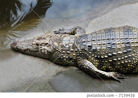 Big crocodile Big crocodile 7139438
