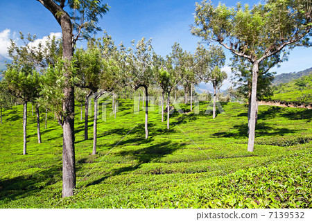 Tea plantation 7139532