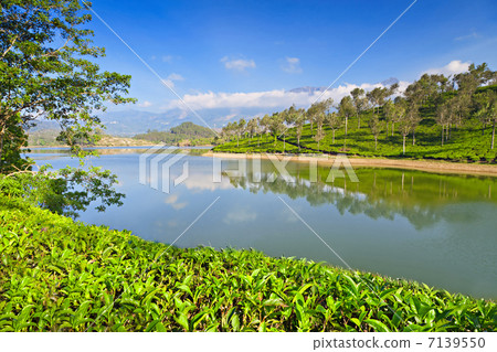 Tea plantation 7139550