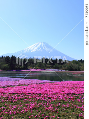 Fuji Shiba cherry-blossom Festival Fuji Shiba cherry-blossom Festival 7139964