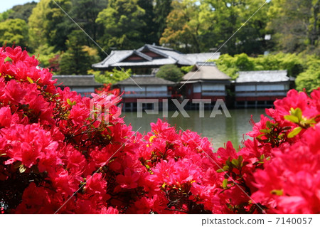 Kirishima azalea of Nagaoka Tenjin 7140057
