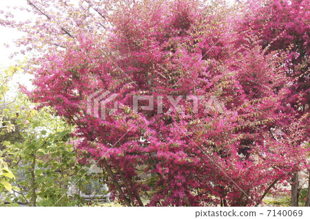 蜜蜂Hanato Kiyamasaku 7140069