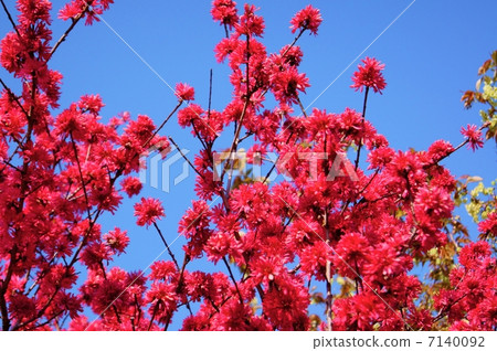 菊花語言:迷人的Amygdalus persica L. cv.Stellata 菊花語言:迷人的Amygdalus persica L. cv.Stellata 7140092