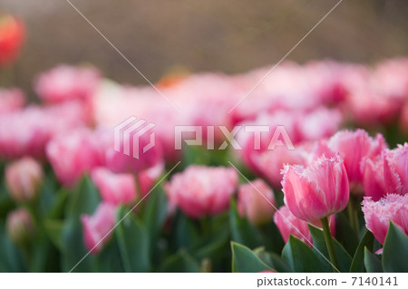 鬱金香 7140141