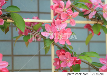 Princess apple flower 7140201