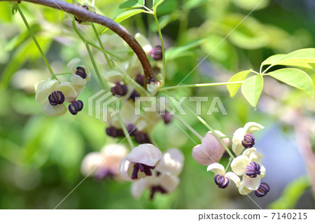 阿克比花 7140215