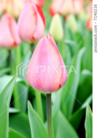 鬱金香 7140216