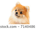 Pomeranian (up) 7140486